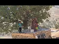 Download Lagu Nomadic Mother Builds Gutter System with Her Kids in the Mountains 