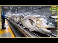 Download Lagu From Egg to Plate: Inside the Cutting-Edge World of Salmon Farming and High-Tech Fish Processing