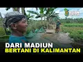 Download Lagu USIA 60 TAHUN, PAK TRIMUN KELOLA 3 HEKTAR LAHAN TRANSMIGRASI, TANAM PADI, BUAH, SAYUR DAN BETERNAK