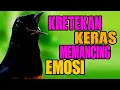 Download Lagu Kretekan murai batu memancing emosi !! Pancingan murai Malas bunyi Macet Stres Bongkar isian