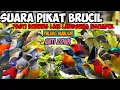 Lagu suara pikat brucil paling ampuh
