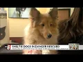 Sheltie dogs in danger rescued by Paws and Claws