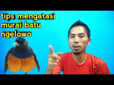 cara mengatasi murai jinak ngelowo dan galak