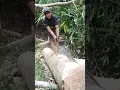 Lagu Proses belah kayu jumbo lilitan 130 cm