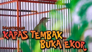 Download KAPAS TEMBAK BUKA EKOR MP3