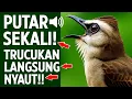 Lagu Inilah Pancingan Trucukan yang Bikin Burung Gacor Ngalas dan Nyaut!
