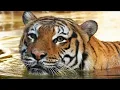 Naples Zoo responds to national outpour following tiger attack