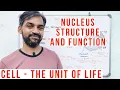 Nucleus Structure and Function Cell The Unit of life Class 11