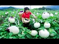 How To Harvest Eggplant Fruit,Sell It At The Market And Cook Dishes At Home | Tieu Vy Free Bushcraft