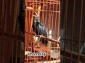 Download Lagu Burung Tuwu Malaysia Gacor