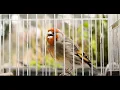 Goldfinch × Canary Hybrid - Singing video by timbrado_er7