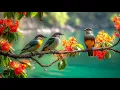 Download Lagu Peaceful Relaxing Piano and Bird Sounds | Nature Ambience for Sleep and Study