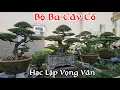 Download Lagu Mãn nhãn bộ ba cây cổ Hạc lập Vọng Vân của anh Tuấn ở TP Ninh Bình