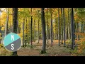 Download Lagu Relax 30 Minutes - Wild Birds Nature Sounds and Relaxing Music - Music that relaxes the mind