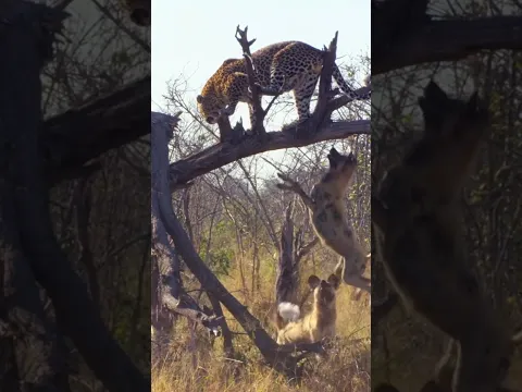 Wild Dogs Surround a Leopard #wildlife #animals #shortvideo #viral #leopard #wilddog #safari