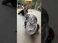 Darth Gator loves his exercise