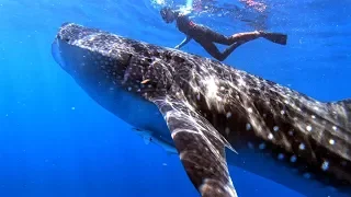 Ep.183 Swimming with Whale Sharks