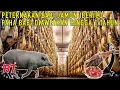 Download Lagu PERTERNAKAN BABI TERMAHAL JAMÓN IBERICO SPANYOL DAN PROSES PENGOLAHAN PENGAWETAN PAHA BABI DIASINKAN