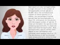 Hermaphrodite - Wiki s