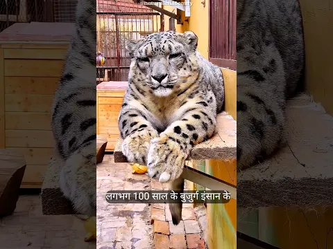 Old Sick Leopard 🐆🥰 #shortvideo