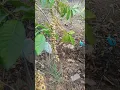 Download Lagu kopi lampung