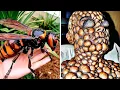 Download Lagu What Happens After These Insect Bites Will Make You NEVER Want to Go Outside Again