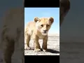 Download Lagu Timon And Pumba Bast Funny😂Video#shorts #short #youtubeshorts #shortvideo