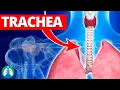 Trachea Medical Definition Quick Explainer