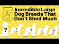 Best Hypoallergenic Large Dog Breeds Guide 2025