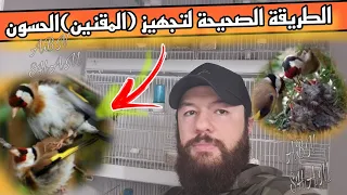 طريقة تجهيز الحسون المقنين كيف اتعامل مع حسون صيد جديد لتزاوج في القفص ماذا أقدم متى يبدأ الإنتاج 