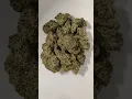 Cherry Pie OG Cannabis strain Dr Greenbody