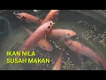 Download Lagu NAFSU MAKAN IKAN NILA MENURUN? INILAH CARA MENINGKATKAN NAFSU MAKAN IKAN NILA