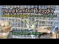 Download Lagu BRINJI Rambut Tunggkir •|• Burung Masteran Viral yang Paling di Cari saat ini, Riview \u0026 Cara rawat.