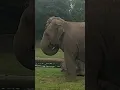 Download Lagu Den her elefant er med på den nyeste mode!
