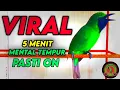 Download Lagu NEMBAK SADIS!!! Cucak Ijo Gacor Full Tembakan, Ampuh Untuk Masteran Cucak Ijo Lomba
