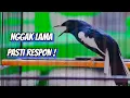 Download Lagu KACER LAWAN LANGSUNG EMOSI NYAMBER IKUT GACOR KONSLET !! PANCINGAN KACER GACOR FULL ISIAN KASAR.
