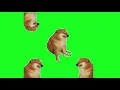 Cheems Doge new different Green screen Meme Template viral trending