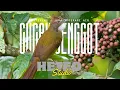 Download Lagu Masteran wajib | cucak jenggot gacor FULL MBESET