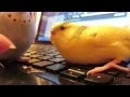 Download Lagu Наши птички греются на компе