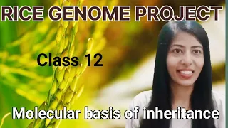 Rice Genome Project Explained Molecular Basis Of Inheritance 