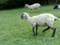 Download Lagu The Attack of the Kambing Biri-Biri
