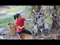 Download Lagu Harvesting 1000 + Palm Mushroom in Forest Goes To Market Sell, Make Stir fried Mushrooms | Ming