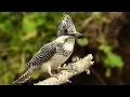 Download Lagu Crested Kingfisher