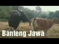 Download Lagu Banteng Jawa yang Identik dengan Sapi Bali #banteng #bantengjawa #bosjavanicus #sapibali