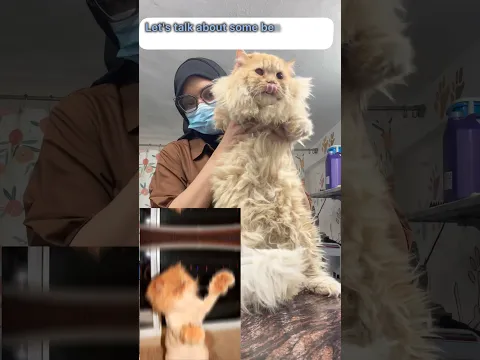 lion 🦁 hair cut for cats #youtubeshorts #cat