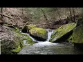 PA Wild Trout - Non-Stop Browns and a Surprise Catch