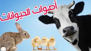 Animal Sounds For Children أصوات الحيوانات للأطفال 