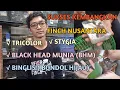 Lagu Sukses Beternak Emprit nusantara ( tricolor, bondol hijau ( ptpf) stygia, bhm dan emprit kaji