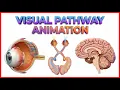 Visual Pathway Physiology Animation