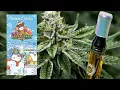 Buddah Bear - Jack Frost